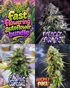 Fast autoflower cannabis seed bundle artwork with colourful cartoon cannabis flowers, green leaves, neon bubble lettering and a vibrant Supernatural Seeds style background.