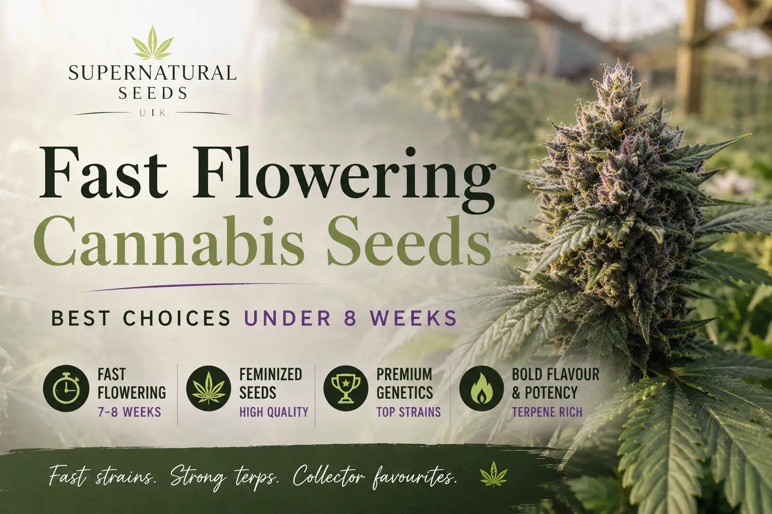 Fast flowering cannabis seeds banner featuring a natural cannabis plant background, soft green tones and Supernatural Seeds UK branding.