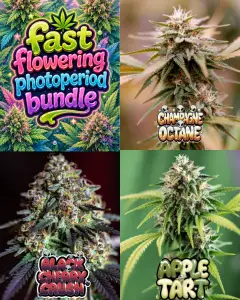 Fast flowering photoperiod cannabis seed bundle image featuring Champagne Octane, Black Cherry Crush and Apple Tart cannabis strains with colourful Supernatural Seeds artwork and frosty flower photography.