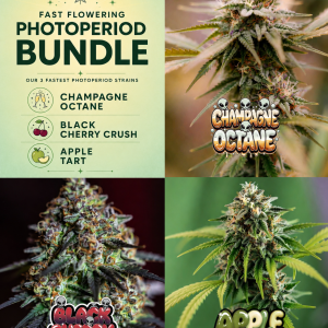 Fast Flowering Photoperiod cannabis seed bundle featuring Champagne Octane, Black Cherry Crush and Apple Tart feminized photoperiod strains.