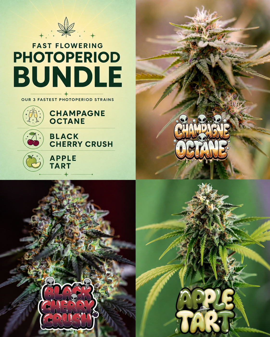 Fast Flowering Photoperiod cannabis seed bundle featuring Champagne Octane, Black Cherry Crush and Apple Tart feminized photoperiod strains.