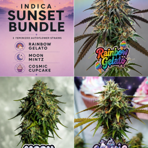 Indica Sunset cannabis seed bundle featuring Rainbow Gelato, Moon Mintz and Cosmic Cupcake feminized autoflower cannabis strains.