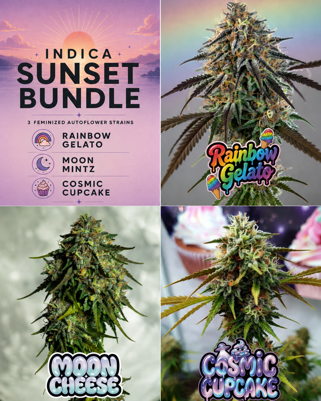 Indica Sunset cannabis seed bundle featuring Rainbow Gelato, Moon Mintz and Cosmic Cupcake feminized autoflower cannabis strains.