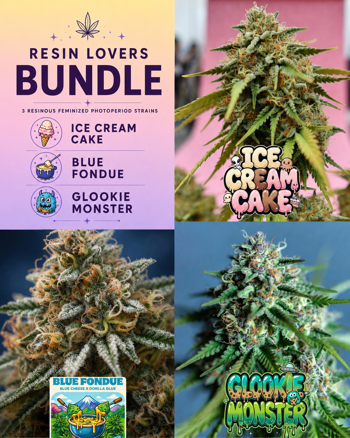 Resin Lovers cannabis seed bundle featuring Ice Cream Cake, Blue Fondue and Glookie Monster feminized photoperiod cannabis strains.