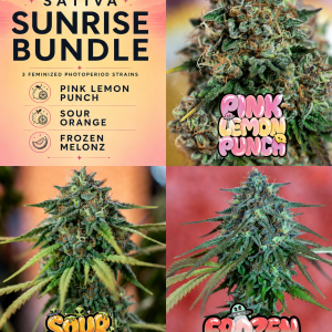 Sativa Sunrise cannabis seed bundle featuring Pink Lemon Punch, Sour Orange and Frozen Melonz feminized photoperiod cannabis seeds.