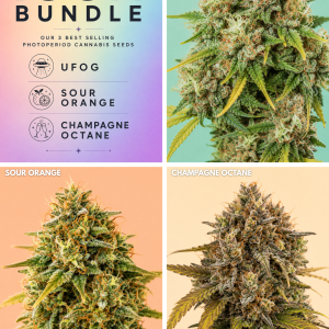 π Buy The Icons Photoperiod Cannabis Seed Bundle