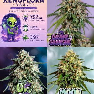 Xenoflora Photoperiod Cannabis Seed Bundle featuring Grape Gasoline, UFOG and Moon Mintz feminized photoperiod strains with alien-themed artwork and cannabis flower photography.