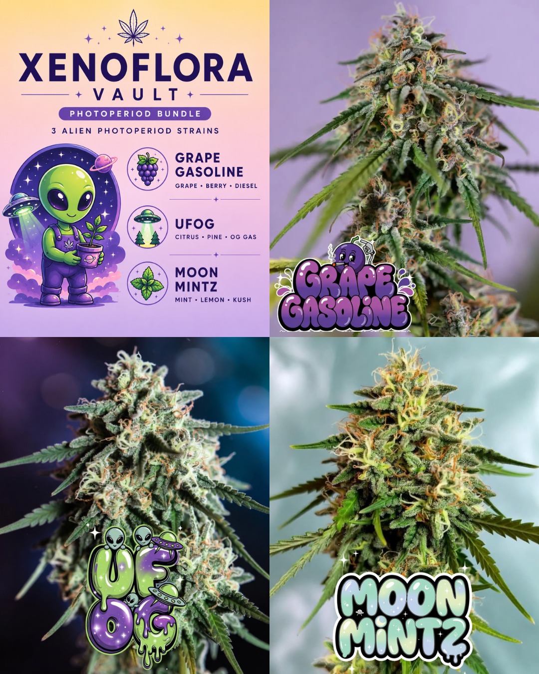 Xenoflora Photoperiod Cannabis Seed Bundle featuring Grape Gasoline, UFOG and Moon Mintz feminized photoperiod strains with alien-themed artwork and cannabis flower photography.