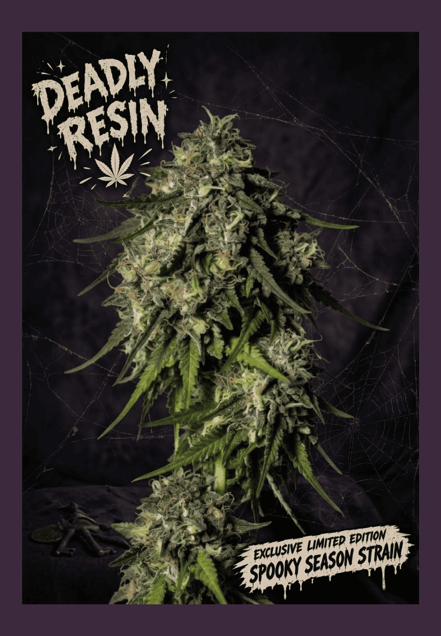 Deadly Resin Strain Photo by Supernatural Seeds UK