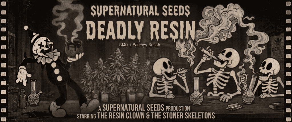 Deadly Resin feminized cannabis seeds: GMO x Witches Breath, 20% THC, heavy resin production. Limited edition Halloween strain, UK shipping