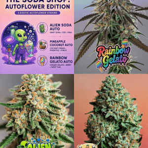 fruity autoflower seed bundle