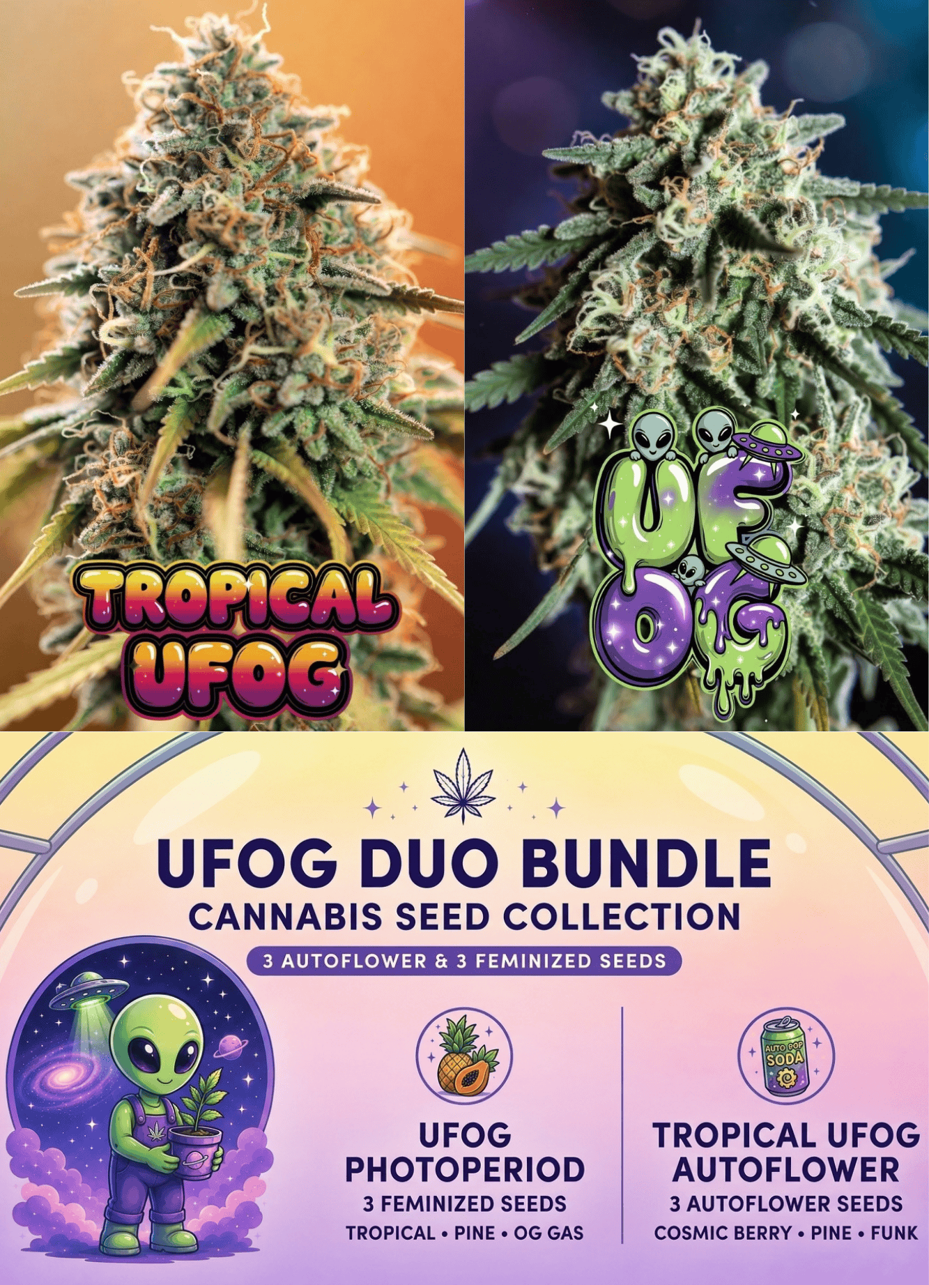 ufog duo cannabis seed bundle